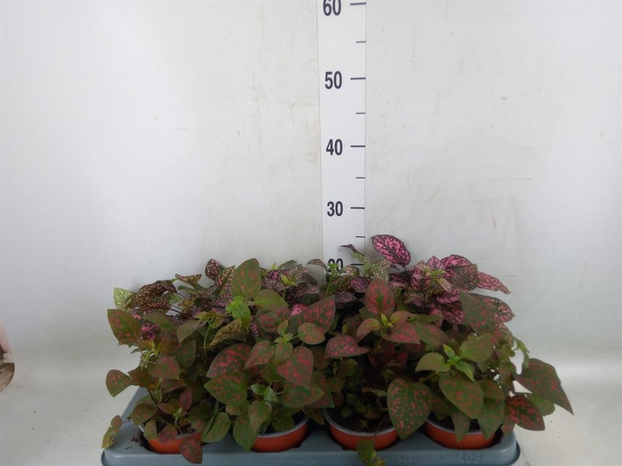 <h4>Hypoestes phyllo. 'Confetti C' .mix</h4>