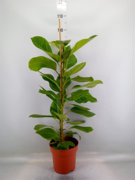 <h4>Ficus altissima</h4>