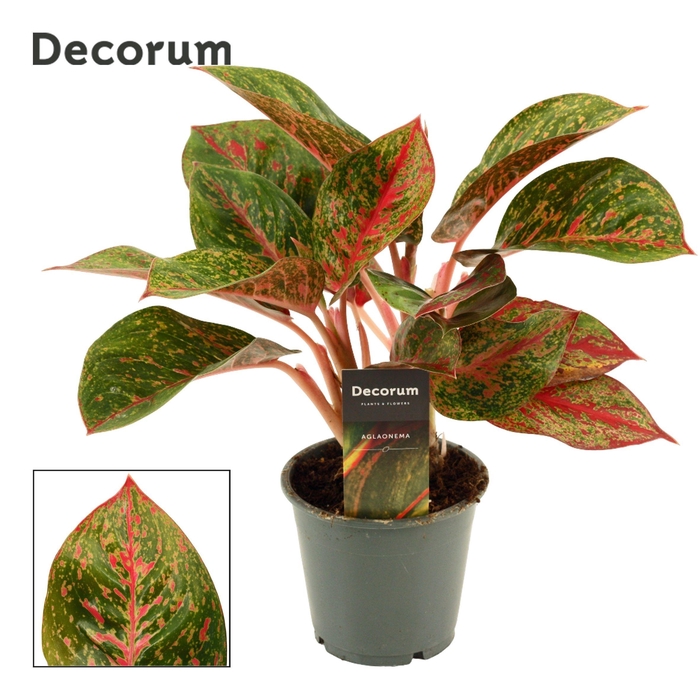 <h4>Aglaonema Red Happiness 12 cm (Decorum)</h4>