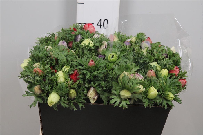 <h4>Anem Co Mar Gem</h4>