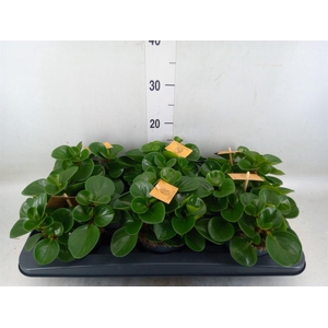 Peperomia obt. 'Green Gold'