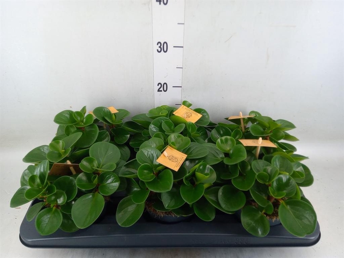 <h4>Peperomia obt. 'Green Gold'</h4>