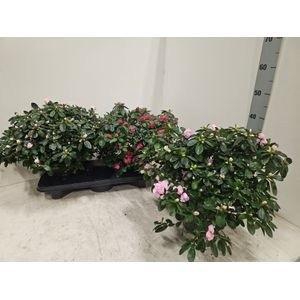 RHODO SI V GEM 3 SRT