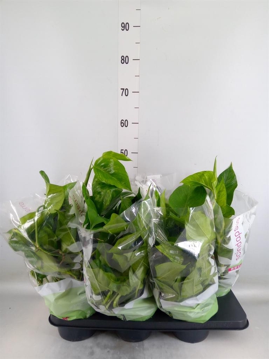 <h4>Epipremnum   ...</h4>