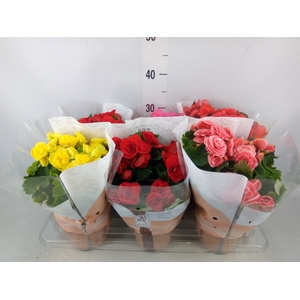 Begonia elat. DU   ...mix