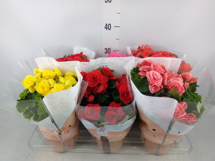 <h4>Begonia elat. DU   ...mix</h4>