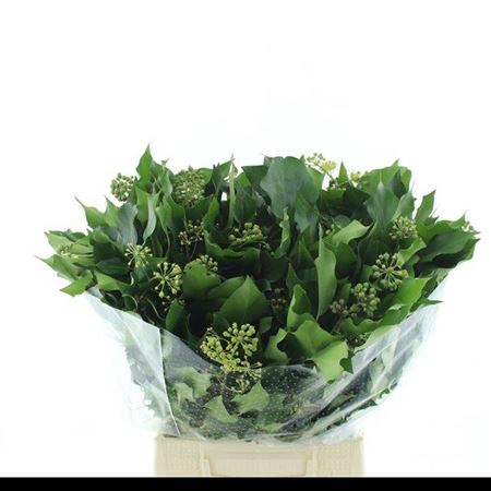 <h4>Hedera Ov Met Bes Bs</h4>