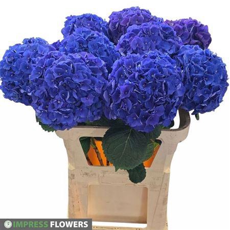 <h4>Hydr Ov Blauw 80cm</h4>
