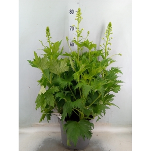 Delphinium el. 'PacG MagicFountian'
