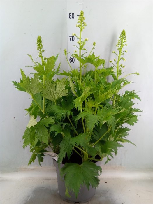 <h4>Delphinium el. 'PacG MagicFountian'</h4>