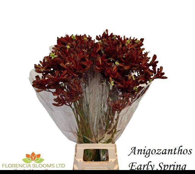 <h4>ANIGOZ EARLY SPRING</h4>