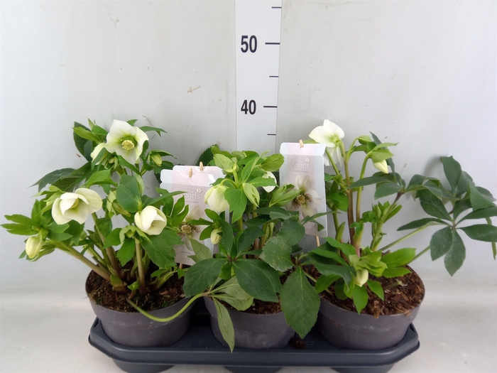 <h4>Helleborus   ...</h4>