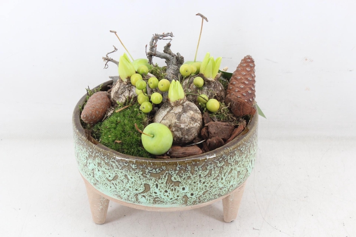 <h4>arr4 Hyacint MB - Ker. schaal pootjes</h4>