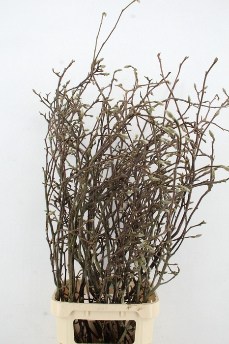 <h4>MAGNOLIA GRANDIFLORA X15 GRILLIG</h4>