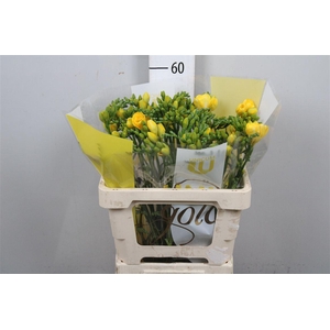 Fr Du Soleil (op Kleur!)