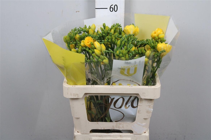 Fr Du Soleil (op Kleur!)