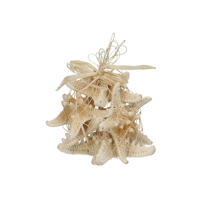 <h4>Shell Starfish Knobby d08cm x5</h4>