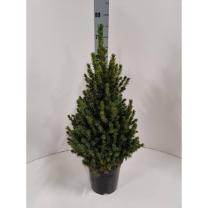 PICEA GL CONICA