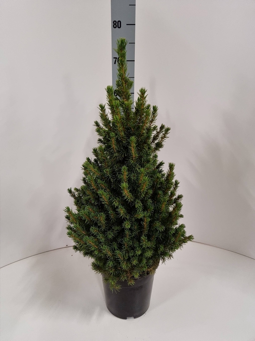 <h4>PICEA GL CONICA</h4>