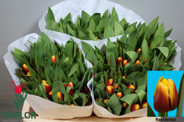 <h4>TU EN RESIDENCE</h4>