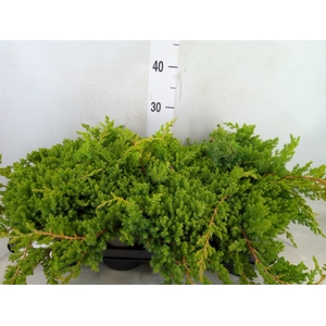 Juniperus procumbens 'Nana'
