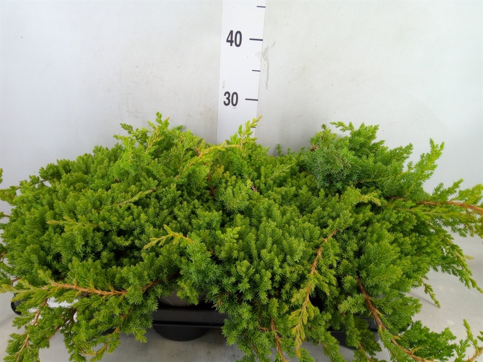 <h4>Juniperus procumbens 'Nana'</h4>