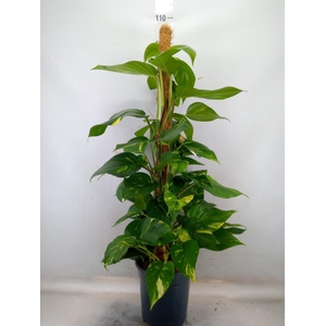 Epipremnum pinn.   ...moss stick