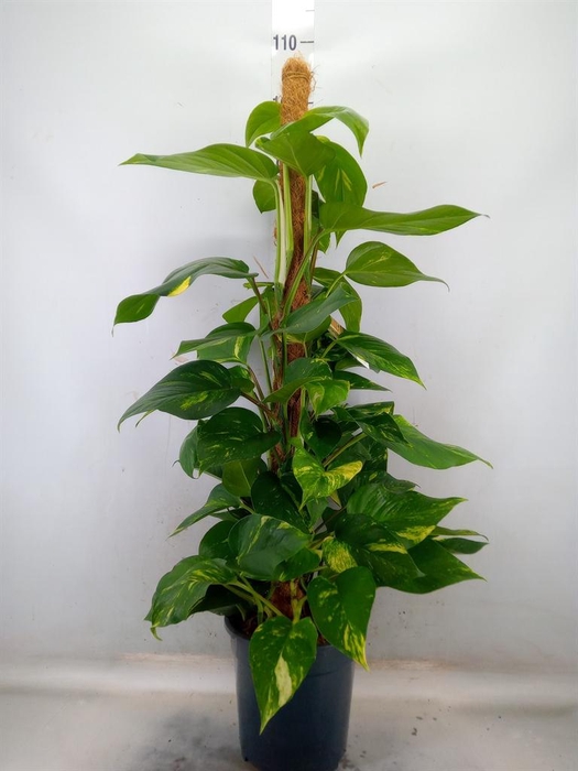 <h4>Epipremnum pinn. ...moss stick</h4>