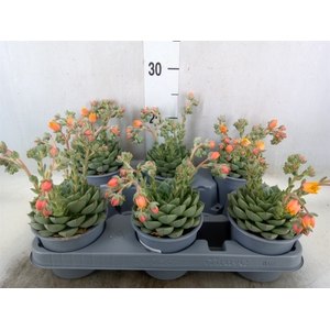 Echeveria gilva