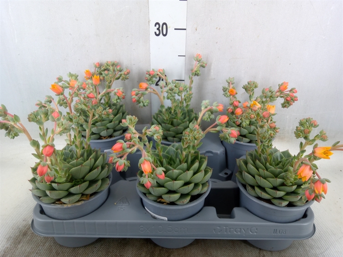<h4>Echeveria gilva</h4>