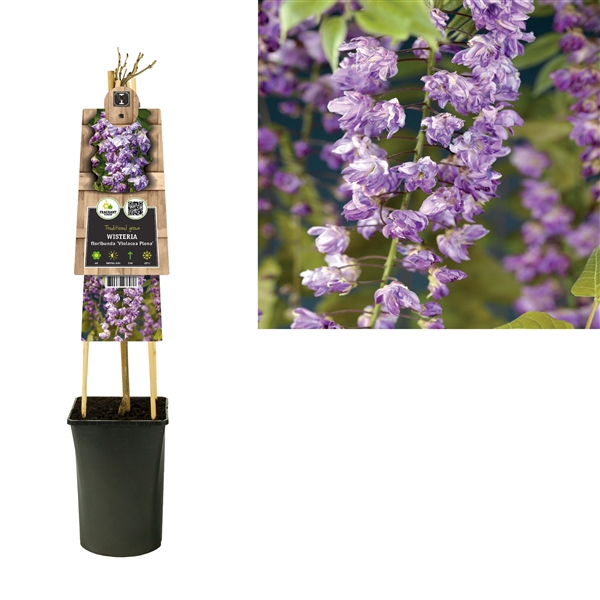 <h4>Wisteria floribunda 'Violacea Plena' +3.0 label</h4>