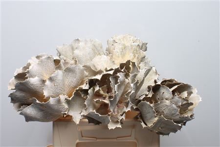 Hakea Victoria White Washed