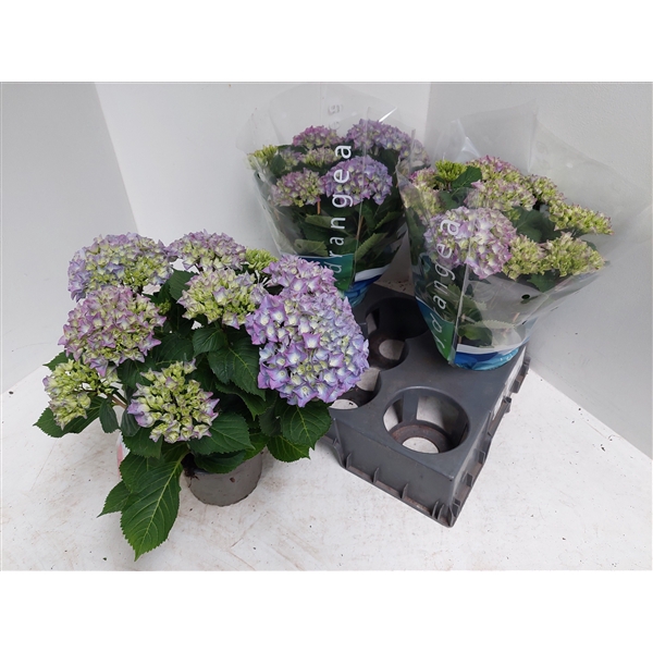 <h4>Hydrangea blauw</h4>