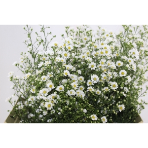 ASTER BRANCO 070 CM