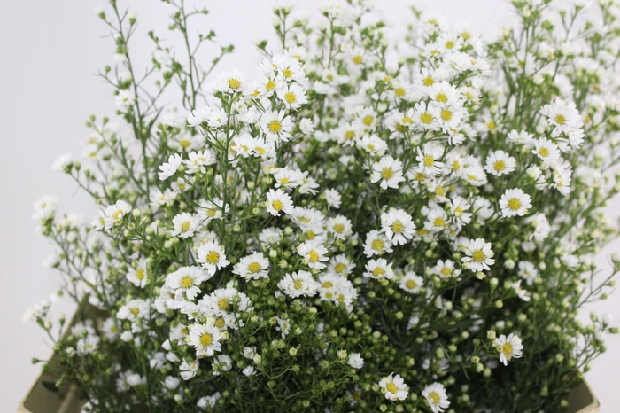 <h4>ASTER BRANCO 070 CM</h4>