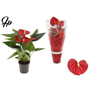 Anthurium 7 cm Success Red in Couture sleeve