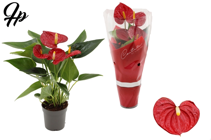 <h4>Anthurium 7 cm Success Red in Couture sleeve</h4>