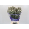 Limonium sinensis White Diamond