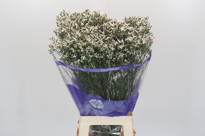 <h4>Limonium sinensis White Diamond</h4>