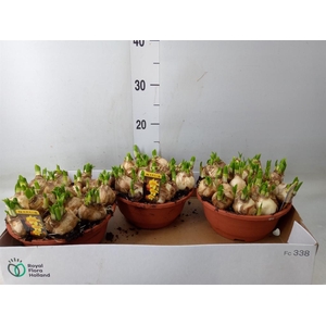 Narcissus  'Tete a tete'