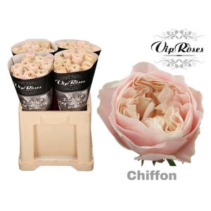 R GR CHIFFON