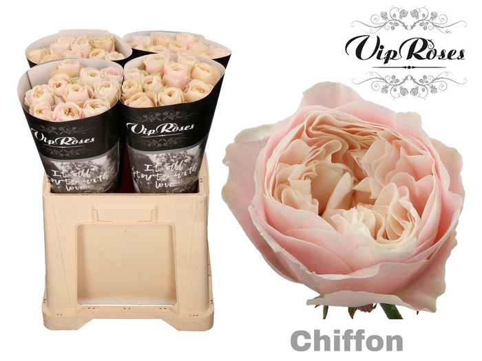 <h4>R GR CHIFFON x40 588</h4>
