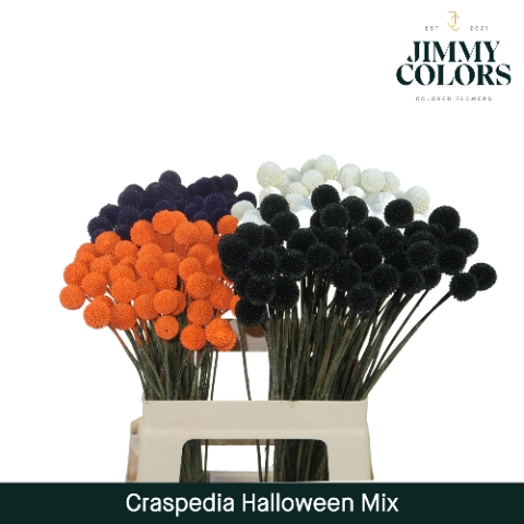 Craspedia L60 Halloween mix