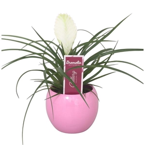 Tillandsia cyanea 'Biancini' in roze bolpot