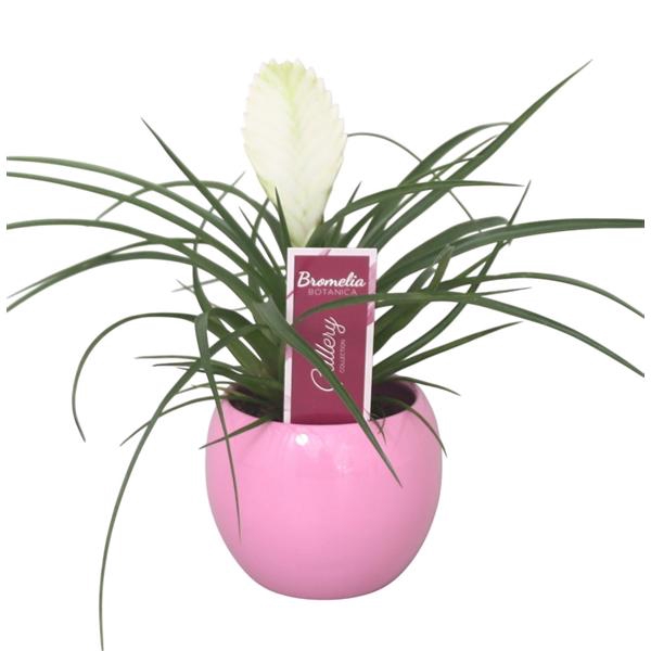 <h4>Tillandsia cyanea 'Biancini' in roze bolpot</h4>