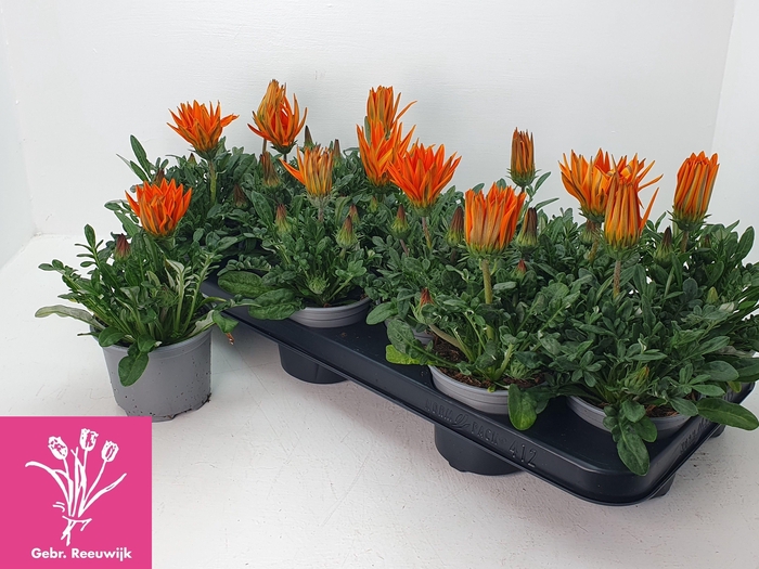 <h4>GAZ GAZOO CL ORANGE</h4>