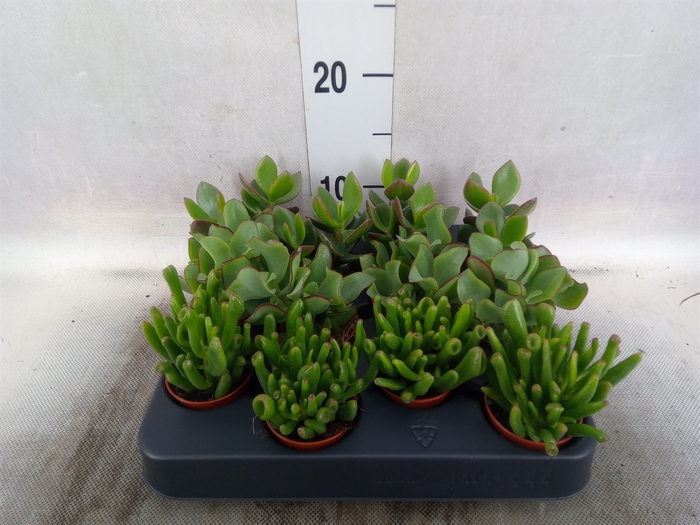 Crassula   ...mix