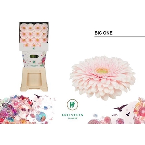 GE GB GERPONI BIG ONE Diamond x45