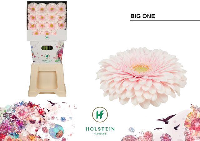 <h4>Gerbera Pomponi Big One Diamond</h4>