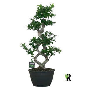 Ficus microcarpa 'Ginseng'
